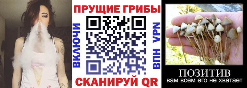 Галлюциногенные грибы Psilocybe  Балахна 